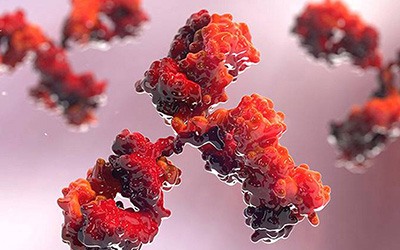 Anticorpos cooperam para combater infeções como o Ébola