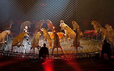 Aprovado fim do uso de animais selvagens no circo