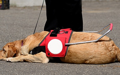 Associação portuguesa treina cães de assistência para doar a deficientes