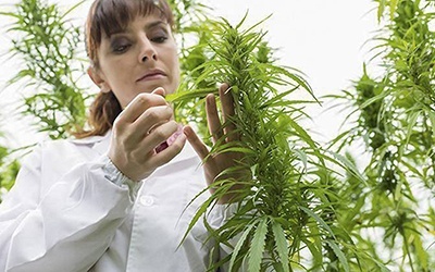 Cannabis terapêutica autorizada a partir de 1 de novembro no Reino Unido