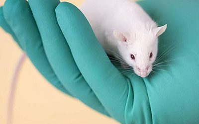 Cientistas criam rins de ratos com método “promissor” para transplantes