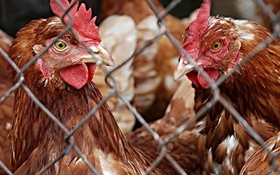 Cientistas descobrem mutações nas vacinas contra o VBI das galinhas