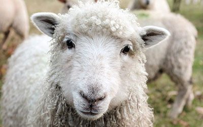 Cientistas desenvolvem tecnologia para detetar sinais de sofrimento em ovelhas