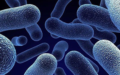 Descoberto efeito do “sexo” entre bactérias no intestino