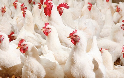 Edição genética pode ajudar a criar aves resistentes à gripe aviária