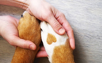 Escala de qualidade de vida vai ajudar a decidir eutanásia animal