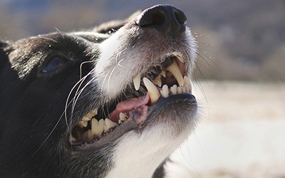 Estudo identifica as raças de cães com maior risco de morder crianças