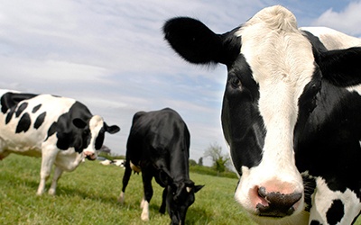 Há novas regras para a eutanásia e abate de bovinos nos Açores