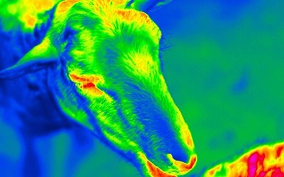 Imagem térmica dos smartphones permite encontrar gado perdido