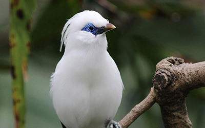 Jardim Zoológico acolhe nascimento de ave quase extinta