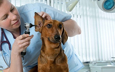 Lançada solução otológica para manutenção do canal auditivo em cães e gatos
