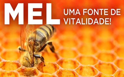 MEL, FONTE DE VITALIDADE - Sabe quais são as flores preferidas das abelhas?