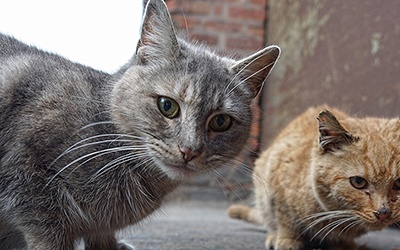 Método CED é o mais eficaz para gerir colónias de gatos ferais