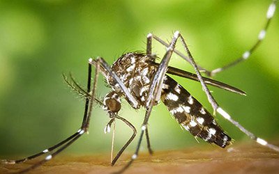 Mosquito transmissor da dengue detetado em Portugal