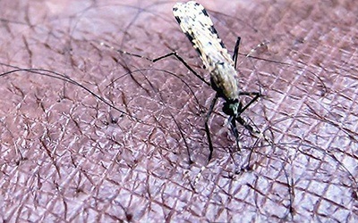 OMS faz apelo urgente para reativar luta contra a malária