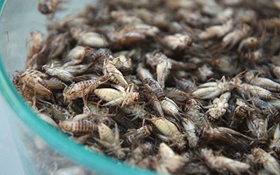Portugal já tem associação de produtores e transformadores de insetos