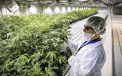 Produtora canadiana de cannabis entra em Portugal com 51% na Gaia Pharm