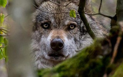 Projeto ibérico quer combater envenenamento de animais selvagens