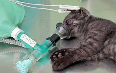 Publicadas novas orientações para anestesia de felinos
