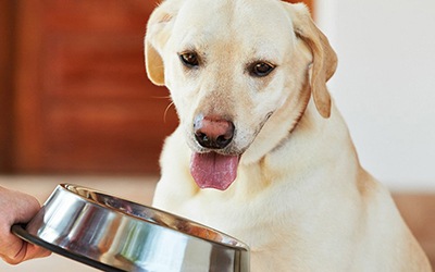 Rações sem cereais para cães podem estar relacionadas com doença cardíaca