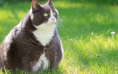 Serão as “tecnologias inteligentes” a solução para a perda de peso em gatos?