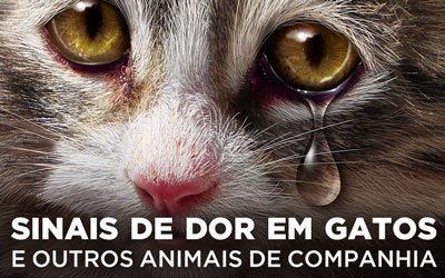 SINAIS DE DOR EM GATOS E OUTROS ANIMAIS DE COMPANHIA - Aprenda e identificá-los!