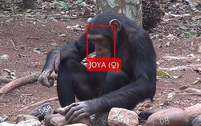 Software permite identificar rostos de primatas em segundos