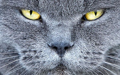 Tutores não procuram ajuda para problemas comportamentais dos gatos