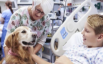 Uso de cães em tratamentos pode potenciar contaminação por MRSA