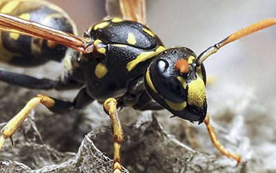 Veneno de vespa brasileira pode ser base para super antibiótico