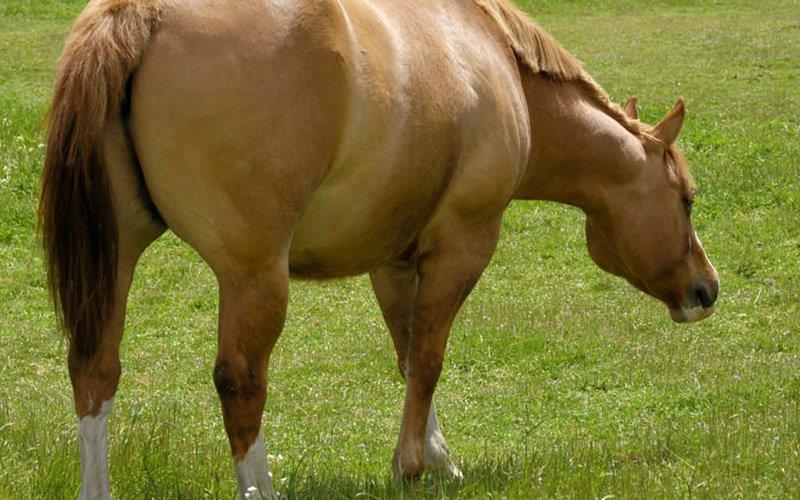 Basta meia hora de exercício ligeiro para reduzir peso de cavalos obesos