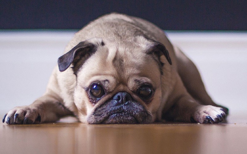 Cães de tutores permissivos têm maior tendência para frustração
