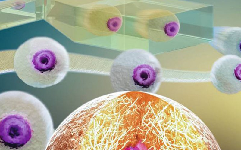 Cientistas criam biochip que torna mais eficaz cultivo de células individuais