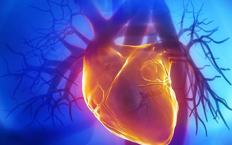 Cientistas do I3S estudam regeneração do tecido cardíaco