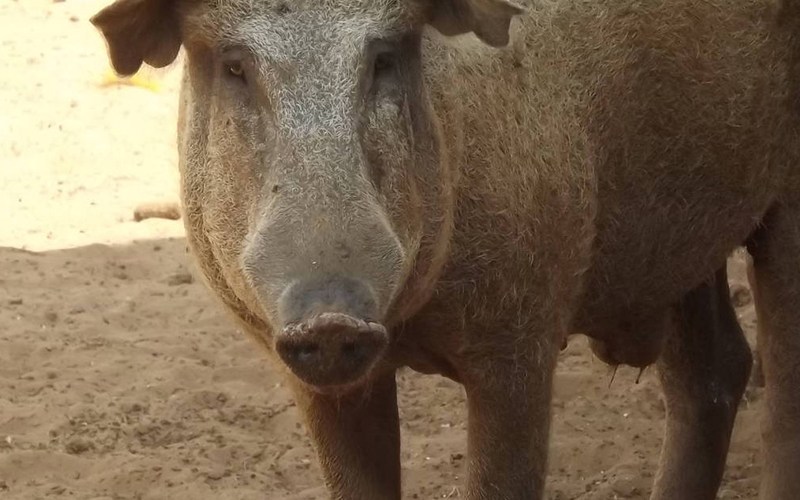 Cruzamento indesejado entre javalis e porcos domésticos aumenta risco de PSA