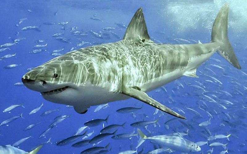 Descodificação do genoma do tubarão branco pode ajudar no combate ao cancro e às doenças do envelhecimento