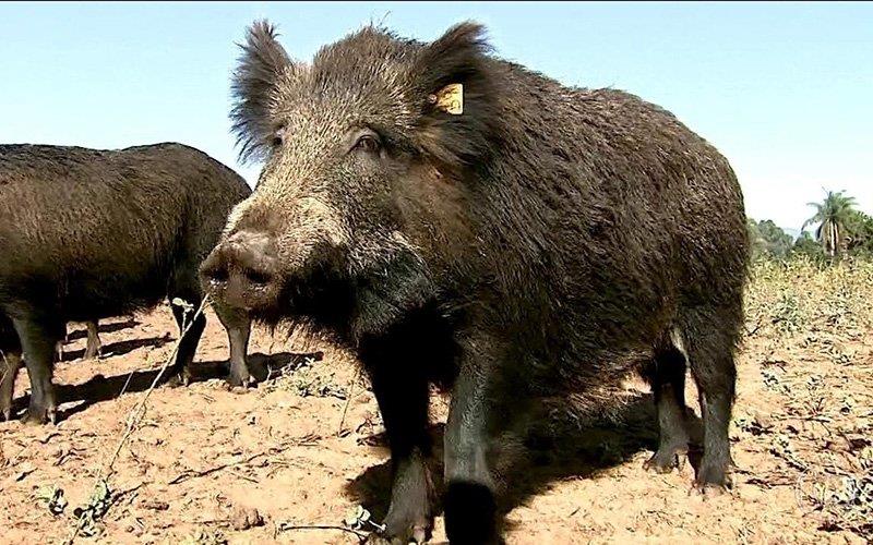 Descontrolo na população de javalis pode trazer peste suína africana para Portugal