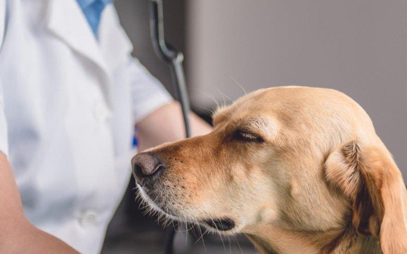 Detetada superbactéria resistente aos antibióticos em cão no Reino Unido