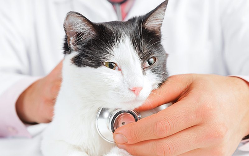 Dieta à base de ácidos gordos polinsaturados reduz formação de cálculos urinários em gatos