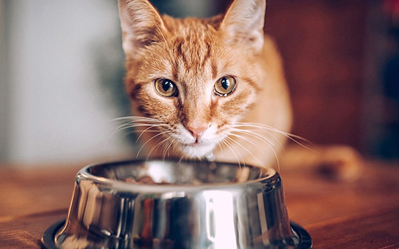 Dietas caseiras podem ser um risco para os gatos