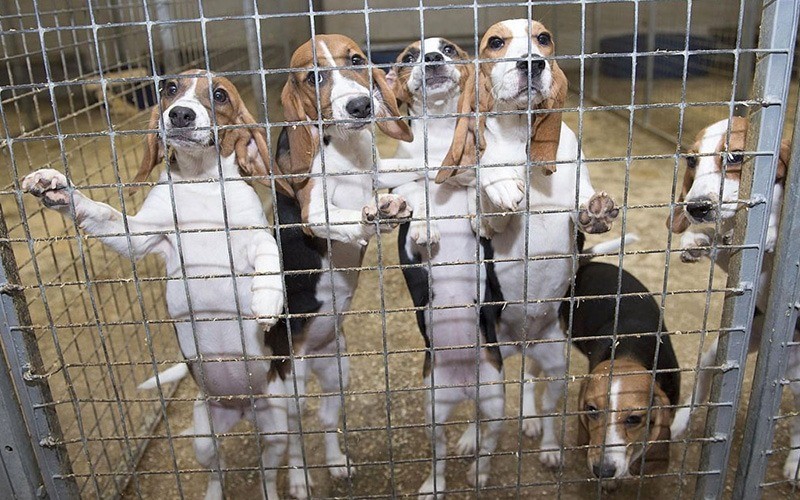 FDA quer reduzir utilização de cães em estudos clínicos
