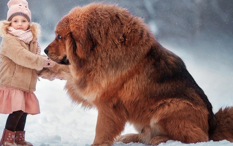 Há uma raça canina que consegue viver a mais de 4 km de altitude