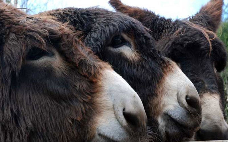 ICBAS vai criar banco genético para preservar burros-de-miranda