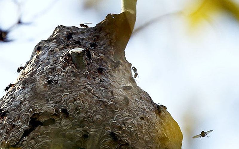 Métodos usados para destruir ninhos de vespa asiática não são eficazes