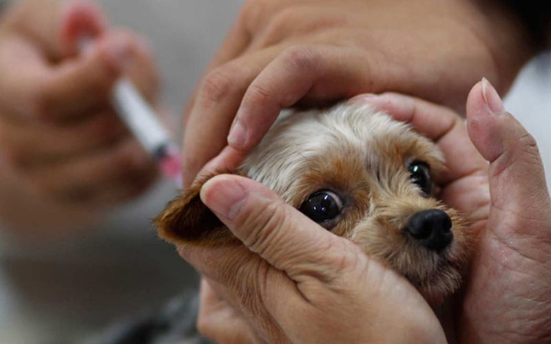 Organizações veterinárias recordam perigos da não vacinação dos animais