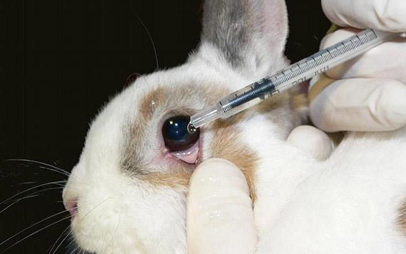 Parlamento Europeu proíbe testes em animais na Indústria Cosmética