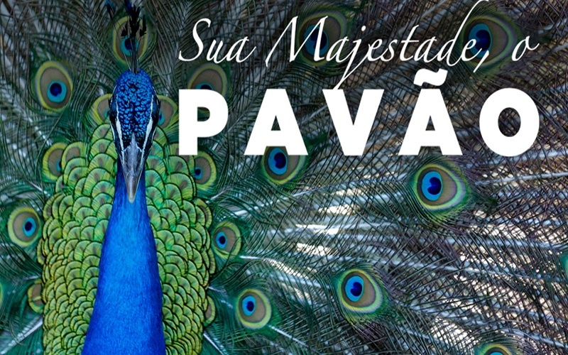 PAVÃO - Uma ave exuberante de beleza ímpar