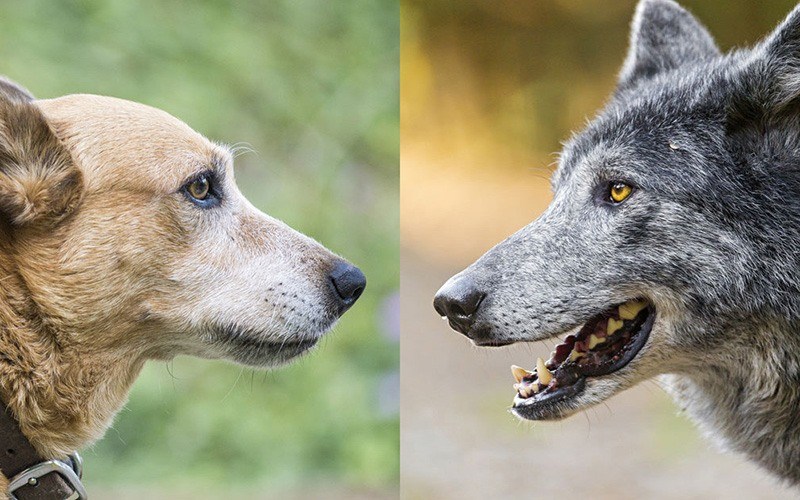 Portuguesas estudam domesticação de cães e lobos