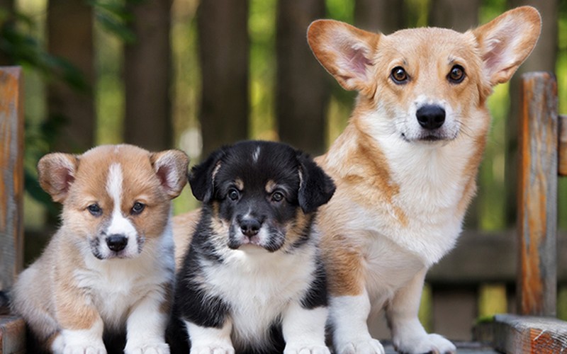 Presença de cachorros contribui para melhorar comportamento de cães adultos