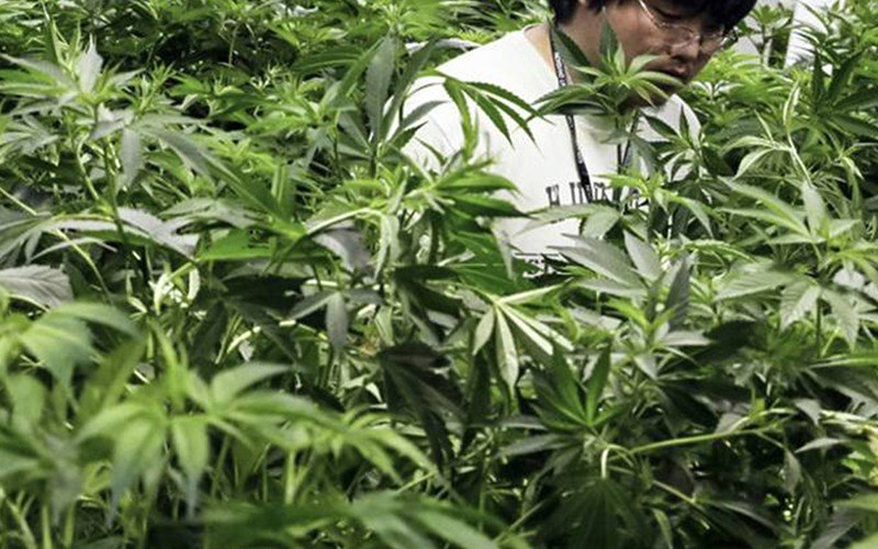 Tailândia legaliza cannabis com fins medicinais e de investigação